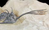 Superbly Prepared Walliserops Trilobite With Diademaproetus #47356-4